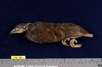 藏品(深山竹雞)的圖片